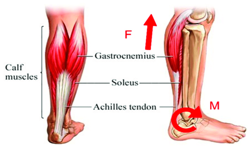 Calf Muscle Group and Ankle Joint